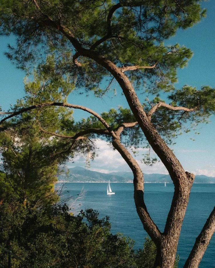 A lone sail on open water, framed by a pine